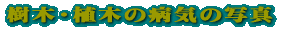 ���؁E�A�؂̕a�C�̎ʐ^ 